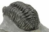 Phacopid (Adrisiops) Trilobite - Jbel Oudriss, Morocco #222407-4